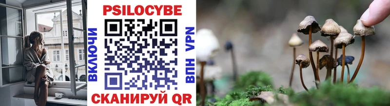 Купить  Пересвет  Псилоцибиновые грибы Psilocybine cubensis 